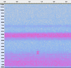 Pheucticus ludovicianus