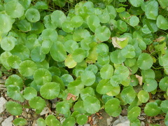 Hydrocotyle prolifera