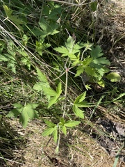Geranium thunbergii