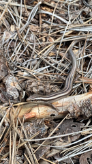 Plestiodon multivirgatus
