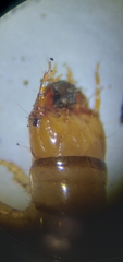 Harpalus