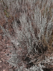 Artemisia