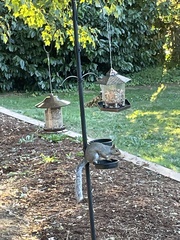 Sciurus carolinensis