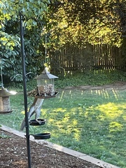 Sciurus carolinensis