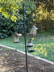 Sciurus carolinensis