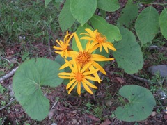 Ligularia dentata
