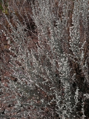 Artemisia