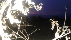 Tagetes zypaquirensis