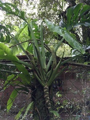 Monstera adansonii