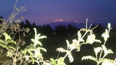 Tagetes zypaquirensis