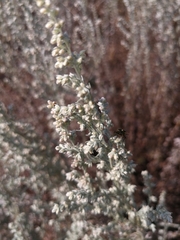 Artemisia