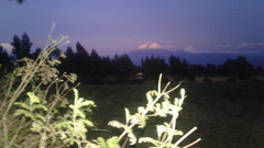 Tagetes zypaquirensis