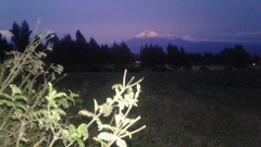 Tagetes zypaquirensis