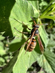 Polistes nipponensis