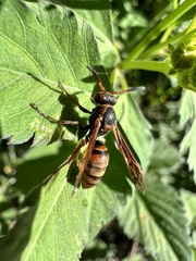 Polistes nipponensis