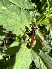 Polistes nipponensis