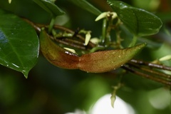 Toxocarpus wightianus