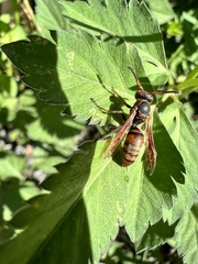 Polistes nipponensis
