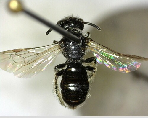 iNaturalist observation photo of Panurginus