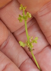 Hydrocotyle prolifera