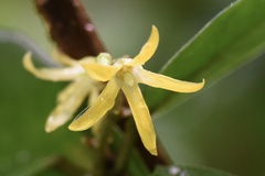 Toxocarpus wightianus