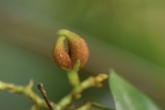 Toxocarpus wightianus