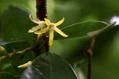 Toxocarpus wightianus