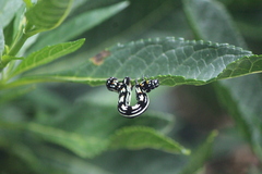 Acronyctodes mexicanaria