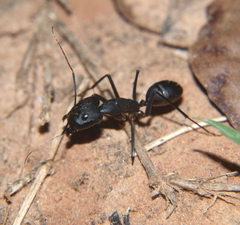 Camponotus etiolipes