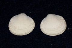 Leukoma staminea