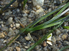 Zostera japonica
