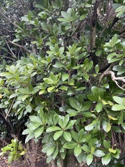 Corynocarpus