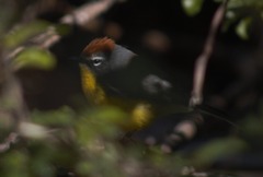 Myioborus brunniceps