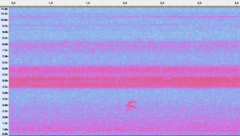 Pheucticus ludovicianus