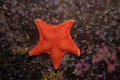 Hippasteria phrygiana