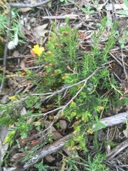Hibbertia calycina