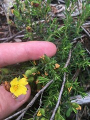 Hibbertia calycina