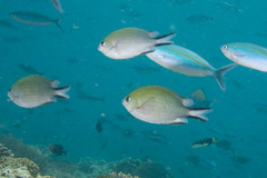 Philippines Chromis photo 2