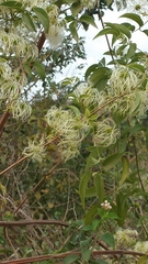 Clematis ibarensis