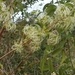 Clematis ibarensis - Photo (c) Solofo Eric Rakotoarisoa, some rights reserved (CC BY-NC), uploaded by Solofo Eric Rakotoarisoa
