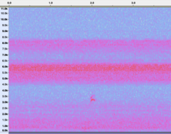 Pheucticus ludovicianus