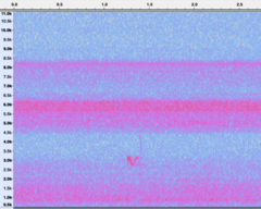 Charadrius semipalmatus