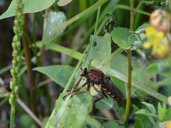 Diogmites basalis