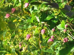 Clematis glaucophylla