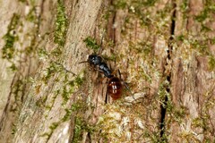 Polyrhachis maculata