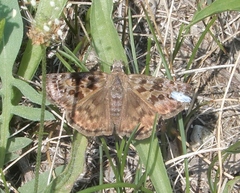 Erynnis martialis