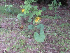 Ligularia dentata