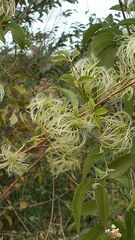 Clematis ibarensis