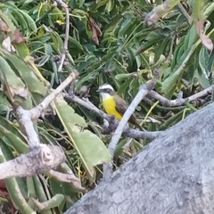 Myiozetetes similis