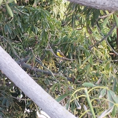 Myiozetetes similis